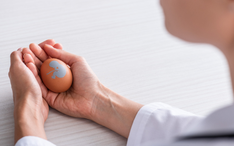 Doctor holding small object in her hand with picture of an embryo in the womb. Concept of saving a pregnancy with abortion pill reversal protocol.